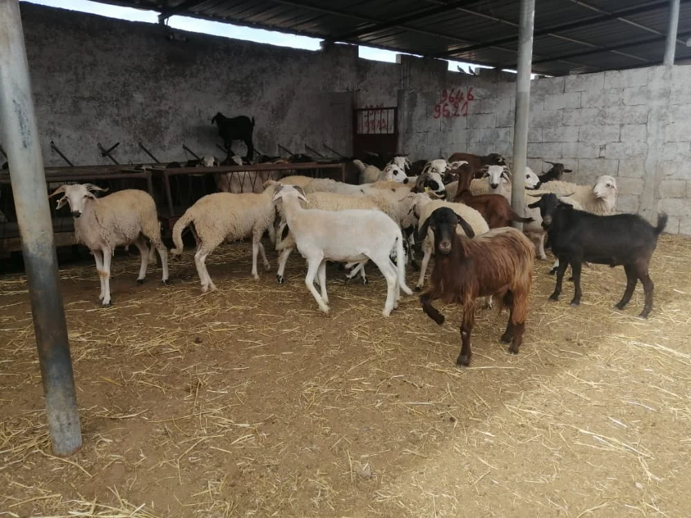 Un troupeau de moutons et de chèvres dans les installations d’élevage de Nazkot Farm.