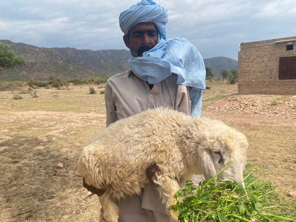 Un éleveur de Nazkot Farm présente un mouton élevé dans les pâturages naturels du Pakistan.