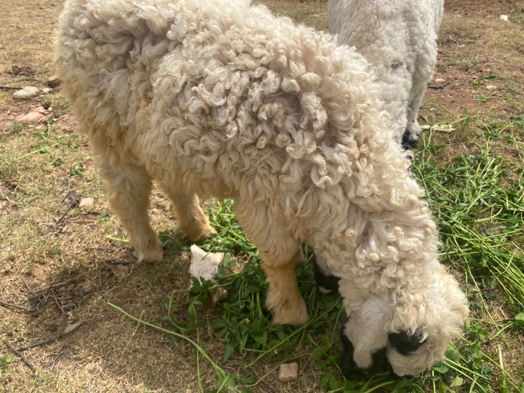 Un mouton de Nazkot Farm se nourrit dans un pâturage naturel au Pakistan.